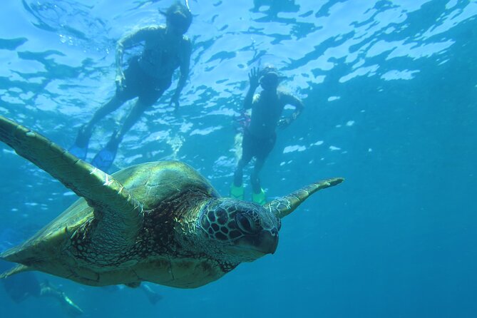 Maui Clear Kayak and Snorkel Tour: Swim with turtles (Makena) - Who will enjoy this tour most