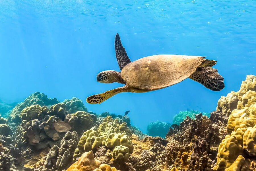 Maui: Eco-Friendly Molokini & Turtle Town Tour with Meals - Two Maui reef sites in one five-hour cruise