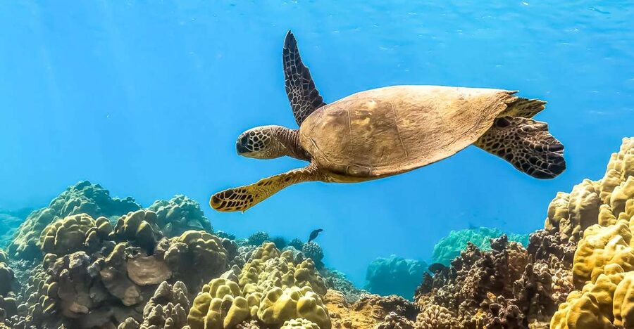 Maui: Eco-Friendly Molokini & Turtle Town Tour with Meals - Turtle Arches and the search for sea turtles