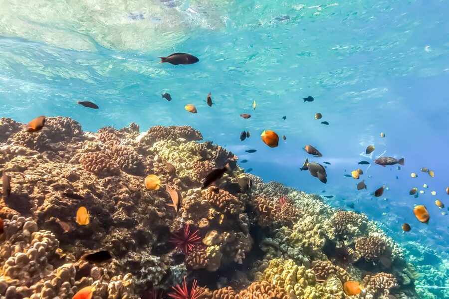 Maui: Eco-Friendly Molokini & Turtle Town Tour with Meals - What the crew adds to the experience
