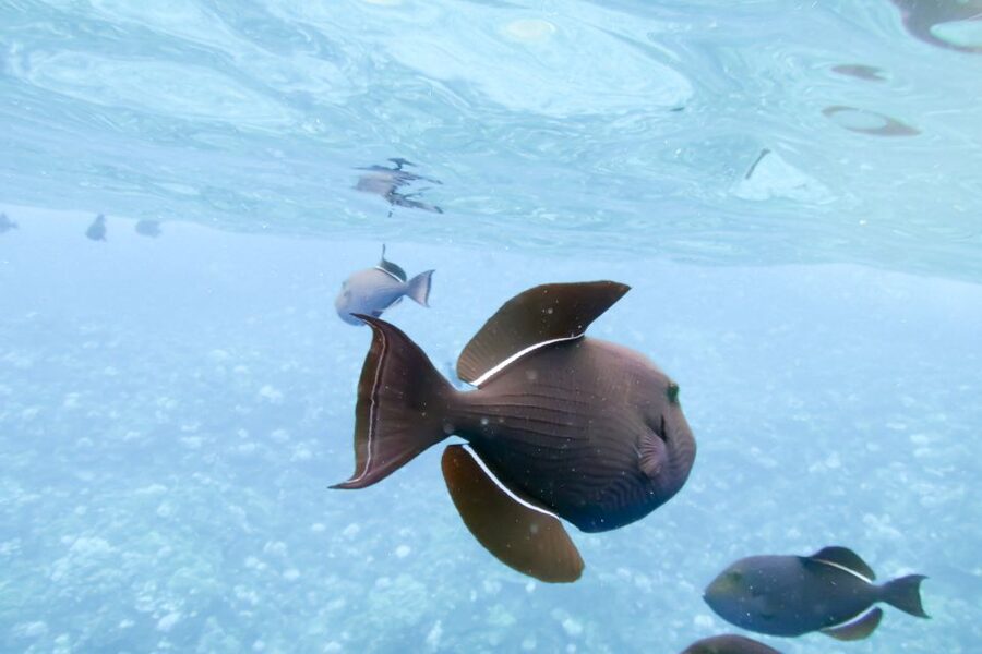 Maui: Eco-Friendly Molokini & Turtle Town Tour with Meals - Is $199 a fair price?