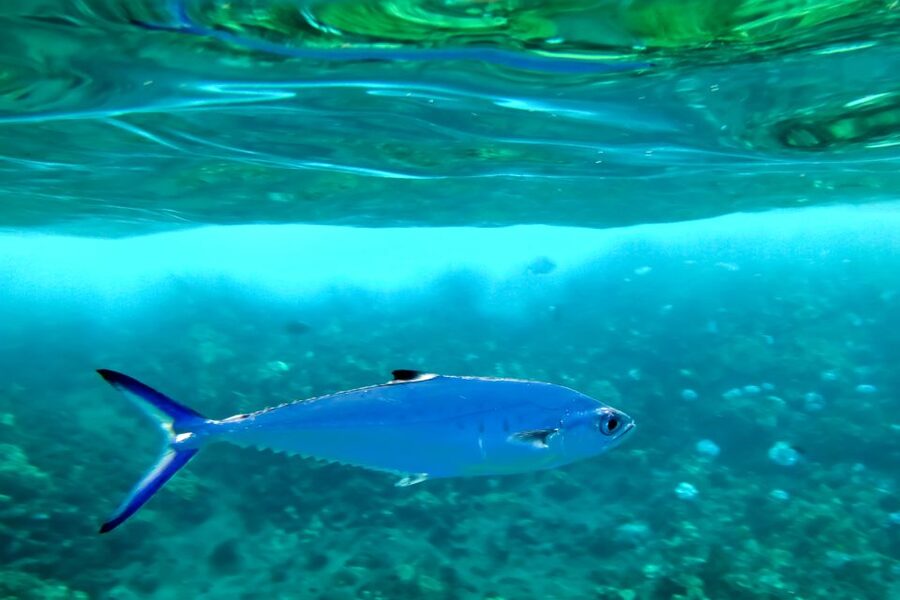 Maui: Eco-Friendly Molokini & Turtle Town Tour with Meals - Who will enjoy this cruise most?