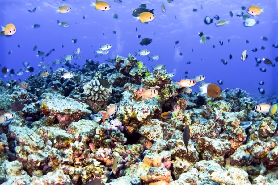 Maui: Eco-Friendly Molokini & Turtle Town Tour with Meals - Breakfast before Molokini’s clear crater water
