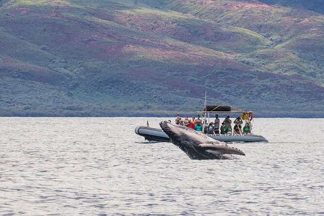 Maui Eco-Raft Tour: Eye-Level Whale or Dolphin Watching - Lahaina - Quick take: what makes this raft tour worth considering