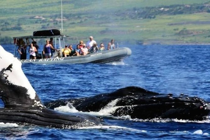 Maui Eco-Raft Tour: Eye-Level Whale or Dolphin Watching - Lahaina - Why the low raft changes whale watching