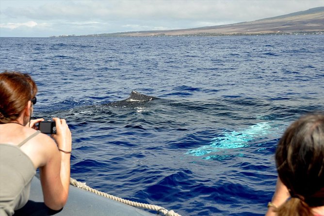 Maui Eco-Raft Tour: Eye-Level Whale or Dolphin Watching - Lahaina - Summer dolphins and coastal views