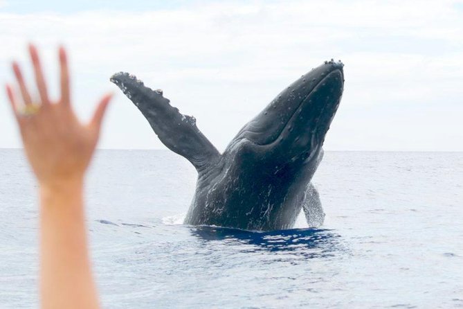 Maui Eco-Raft Tour: Eye-Level Whale or Dolphin Watching - Lahaina - The crew makes the quiet moments useful