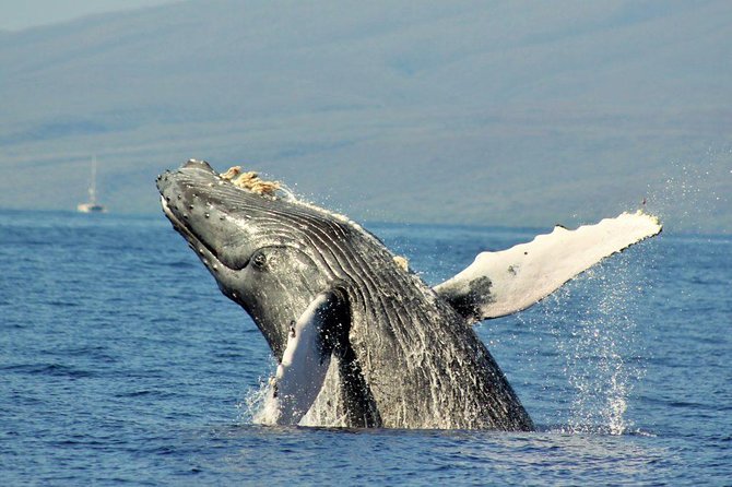 Maui Eco-Raft Tour: Eye-Level Whale or Dolphin Watching - Lahaina - Seating, spray, and what to wear