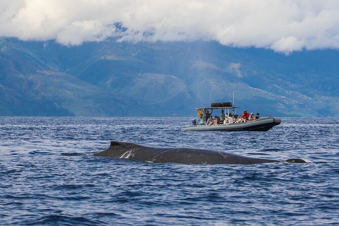 Maui Eco-Raft Tour: Eye-Level Whale or Dolphin Watching - Lahaina - What $85.16 gets you