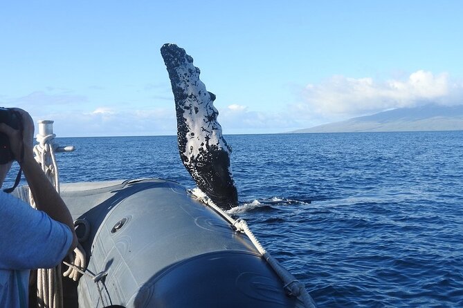 Maui Eco-Raft Tour: Eye-Level Whale or Dolphin Watching - Lahaina - Who should book this Lahaina outing