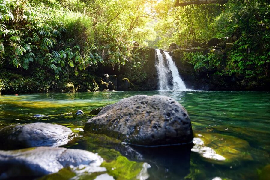 Maui: Guided Rainforest and Waterfall Walk & Swim - A short rainforest walk with a real payoff