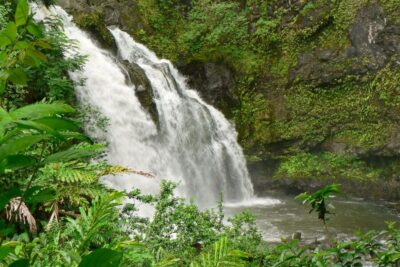 Guided Rainforest and Waterfall Walk & Swim