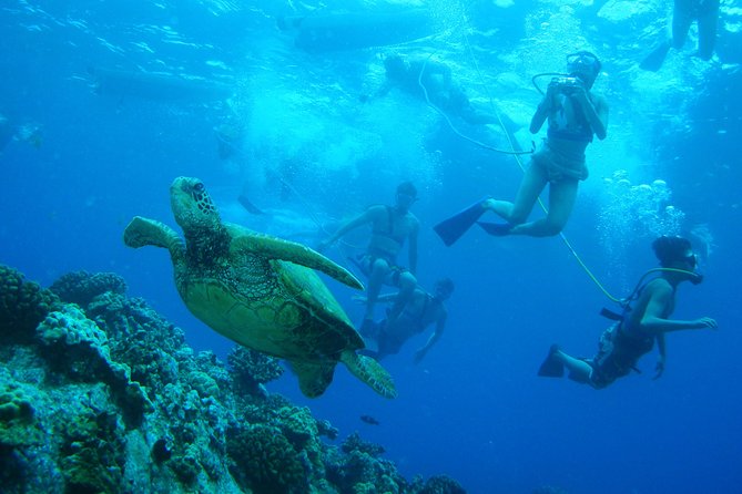 Maui: Molokini and Turtle Town Snorkeling aboard Pride of Maui - Is the crew good for beginners?