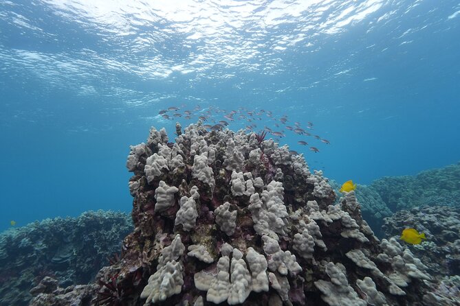 Maui: Molokini and Turtles Luxury Yacht Snorkel - Lunch grilled aboard the yacht