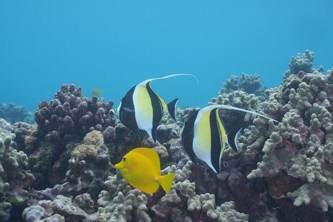 Maui: Molokini and Turtles Luxury Yacht Snorkel - Who should book this Maui snorkel