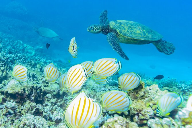 Maui: Molokini Crater and Turtle Town Snorkeling From Kihei - What is included beyond the snorkeling gear