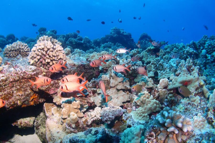 Maui: Molokini Snorkel and Performance Sail with Lunch - Key points to know before booking