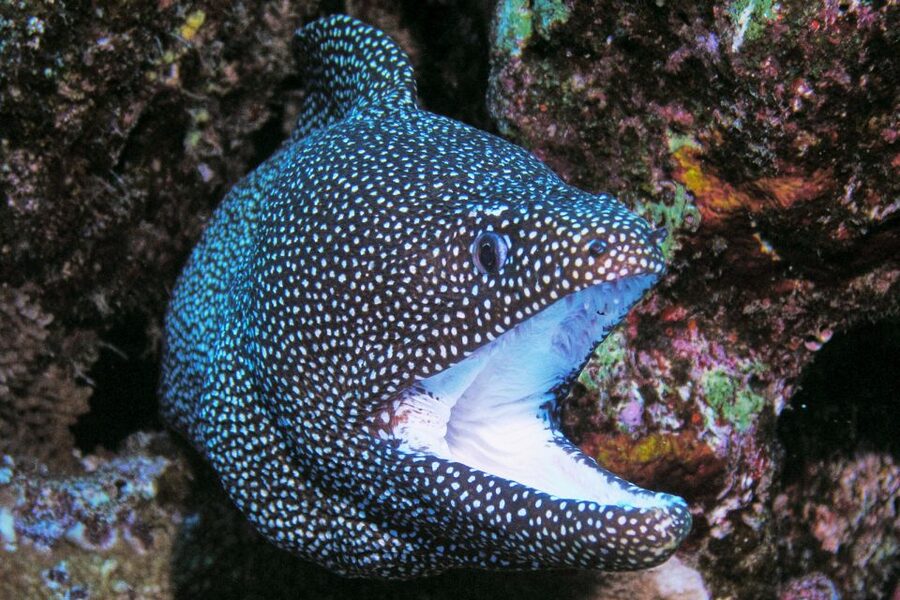 Maui: Molokini Snorkel and Performance Sail with Lunch - What the $200 price really covers