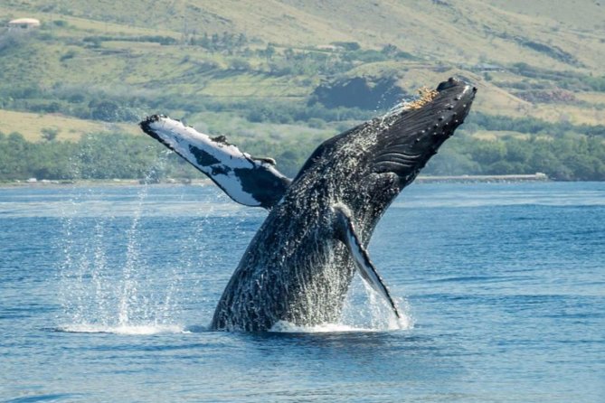 Maui: Original Sunset Cruise with Open Bar from Ka’anapali Beach - Sunset views, clouds, and the right expectations
