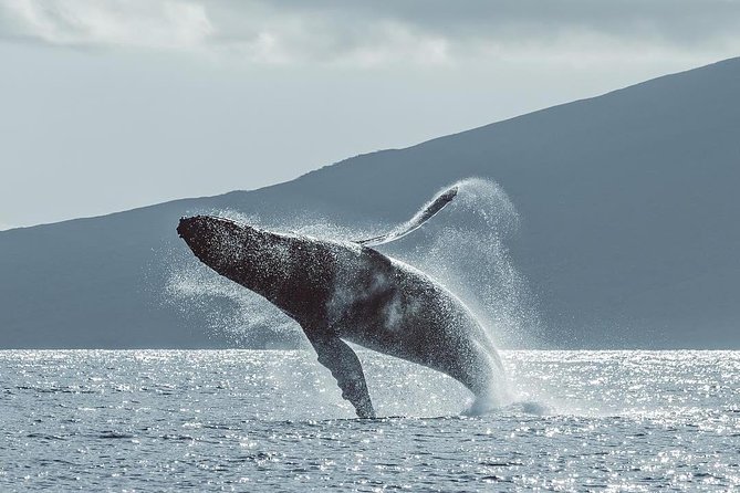 Maui: Original Sunset Cruise with Open Bar from Ka’anapali Beach - Winter whale watching adds real value