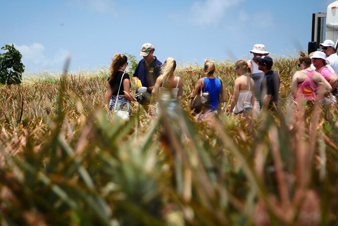 Maui Pineapple Farm Tour in Haliimaile - Walking the Pineapple Fields by Mini Coach