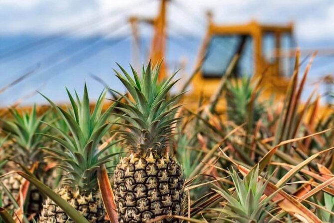 Maui Pineapple Farm Tour in Haliimaile - The Take-Home Pineapple Is More Useful Than a Souvenir
