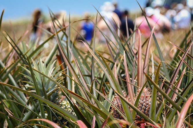 Maui Pineapple Farm Tour in Haliimaile - How the Guides Shape the Experience