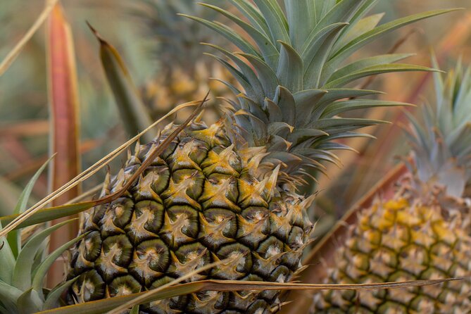 Maui Pineapple Farm Tour in Haliimaile - Timing, Location, and What to Wear