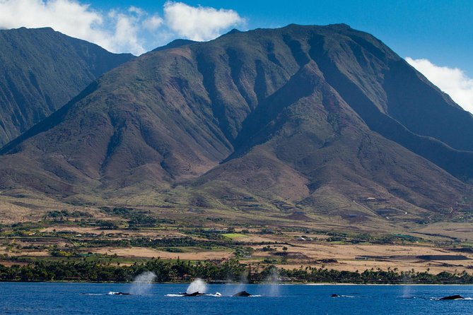 Maui Premium Sunset Dinner Cruise & Whale Watch - The whale watch: nature sets the schedule