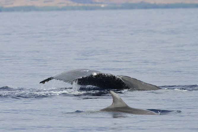 Maui Premium Sunset Dinner Cruise & Whale Watch - When to book and how to protect your plans