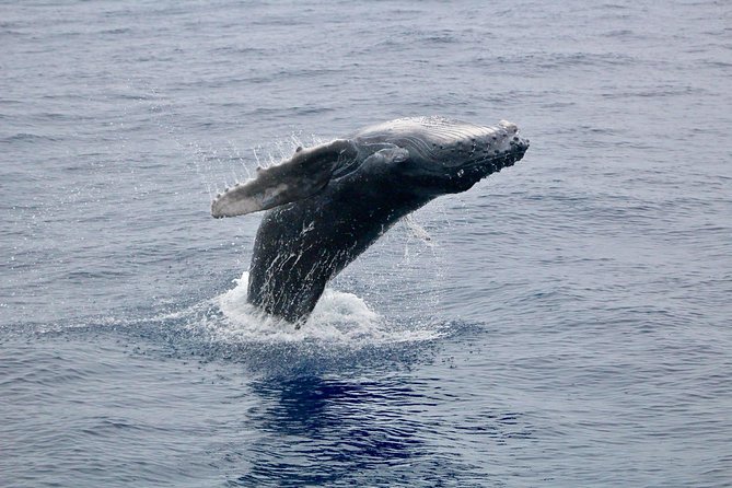 Maui Premium Sunset Dinner Cruise & Whale Watch - McGregor Point Lighthouse and the first ocean views