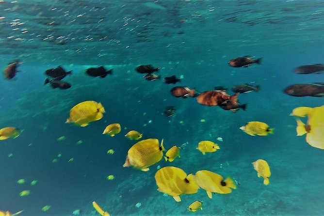 Maui Snorkel Adventure: Molokini Crater and Turtle Cove - Lunch, snacks, and the practical value of the package