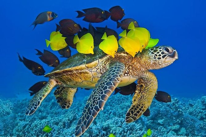 Maui Snorkel Adventure: Molokini Crater and Turtle Cove - Who will get the most from this tour