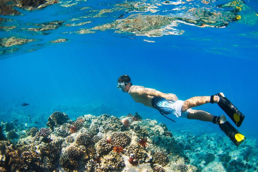 Maui: Turtle Town Kayak and Snorkel Tour - Turtle Town brings the main wildlife reward