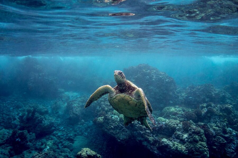 Maui: Turtle Town Kayak and Snorkel Tour - Snorkeling is flexible, not just one quick stop