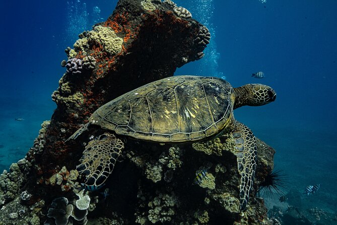 Maui: Turtle Town Snorkel with Photo and Video - Why Turtle Town works better from the beach