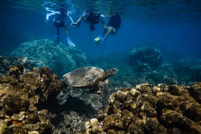 Maui: Turtle Town Snorkel with Photo and Video - How the guides shape the experience