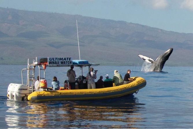 Maui: Ultimate Whale Watch from Lahaina - Key points to know before you book
