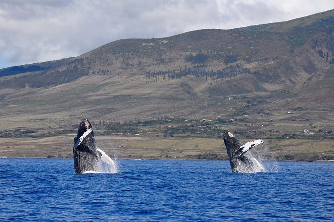 Maui: Ultimate Whale Watch from Lahaina - Leaving Lahaina Harbor for the whale grounds