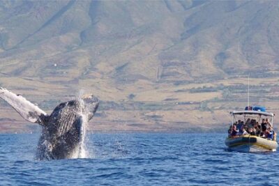 Ultimate Whale Watch from Lahaina