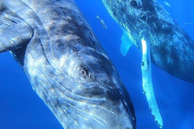 Maui: Ultimate Whale Watch from Lahaina - Dolphins and the occasional bonus encounter