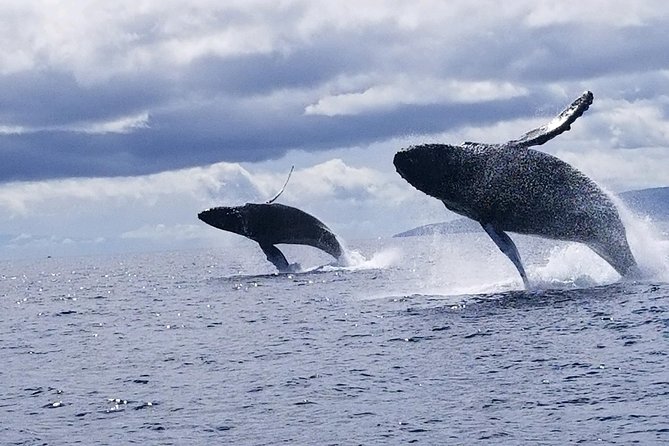 Maui: Ultimate Whale Watch from Lahaina - How the boat feels during the ride