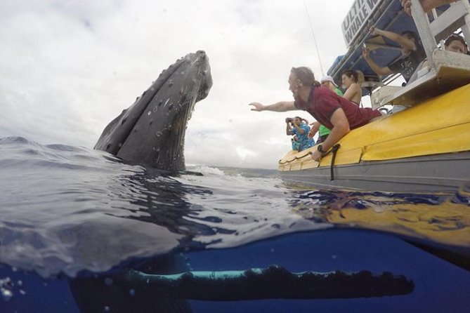 Maui: Ultimate Whale Watch from Lahaina - Choosing between the 1.5-hour and 2-hour trips
