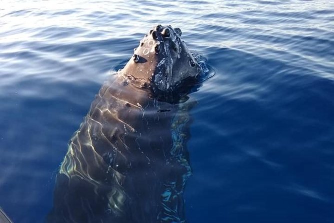 Maui: Ultimate Whale Watch from Lahaina - Timing, booking, and cancellation details