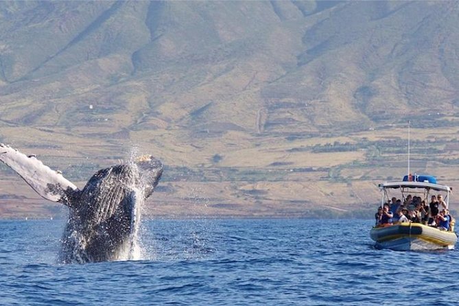 Maui: Ultimate Whale Watch from Lahaina - Watching humpbacks at close range