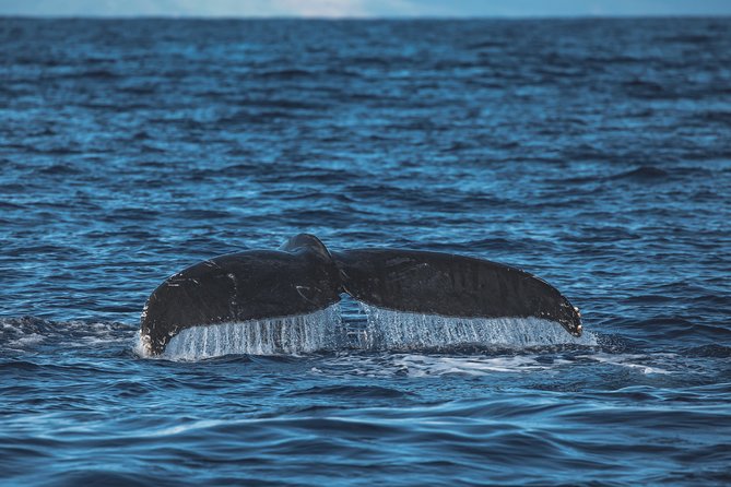 Maui: Whale Watching Cruise with Open Bar from Ka'anapali Beach - Parking and the Ka’anapali location