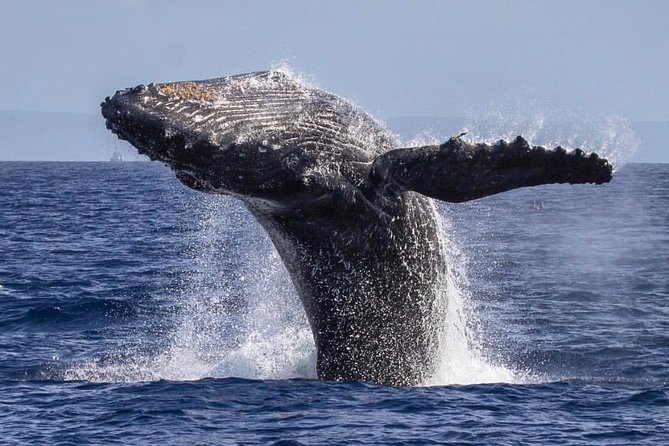 Maui: Whale Watching Cruise with Open Bar from Ka'anapali Beach - Families, couples, and older adults
