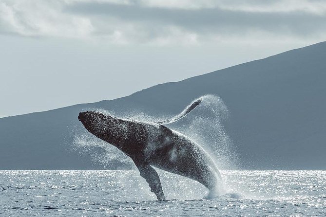 Maui: Whale Watching Cruise with Open Bar from Ka'anapali Beach - Naturalist commentary that adds meaning