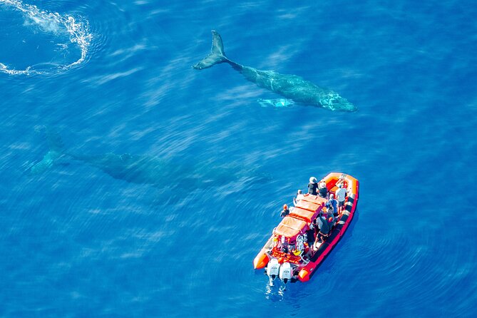 Maui Whale-Watching Tour by Raft from Kihei - Starting at the Kihei Boat Ramp