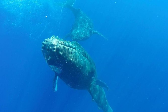 Maui Whale-Watching Tour by Raft from Kihei - Watching humpbacks from a low seat